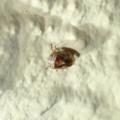 Clastoptera obtusa
