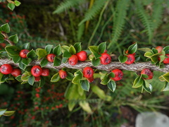 Cotoneaster horizontalis