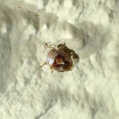 Clastoptera obtusa