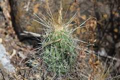 Echinocereus stramineus