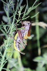 Psorodonotus macedonicus