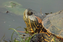Trachemys dorbigni