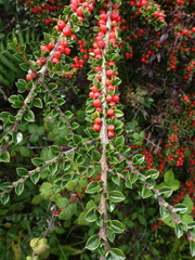 Cotoneaster horizontalis