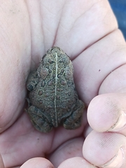 Anaxyrus boreas boreas
