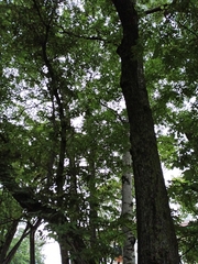 Ulmus davidiana japonica