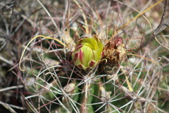 Hamatocactus hamatacanthus hamatacanthus