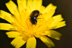 Chasmatopterus