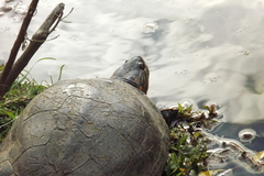 Trachemys dorbigni