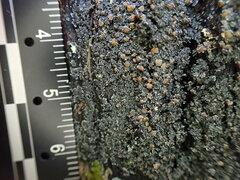 Fuscopannaria leucosticta