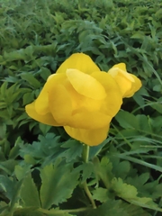 Trollius europaeus