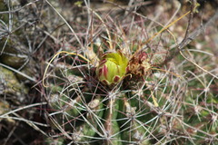 Hamatocactus hamatacanthus hamatacanthus