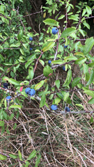 Prunus spinosa
