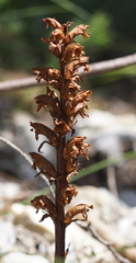 Orobanche