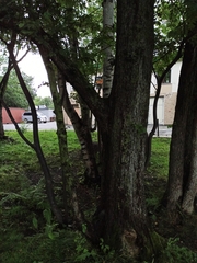 Ulmus davidiana japonica