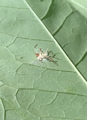 Gibellula