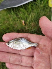 Acheilognathus rhombeus