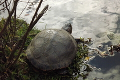 Trachemys dorbigni