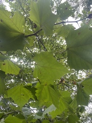 Platanus occidentalis