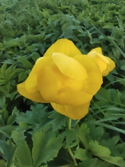 Trollius europaeus