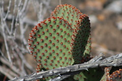 Opuntia rufida