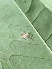 Gibellula