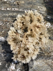 Chondrus crispus