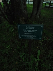 Ulmus davidiana japonica