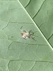 Gibellula