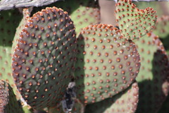 Opuntia rufida