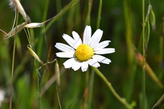 Anthemis