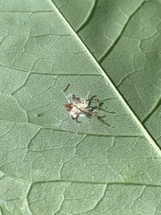Gibellula