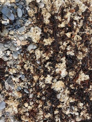 Chondrus crispus