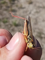 Melanoplus sanguinipes