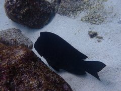 Microspathodon bairdii