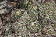 Coryphantha neglecta