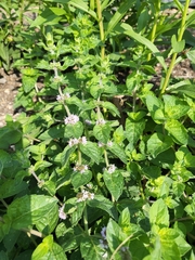 Mentha arvensis