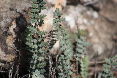 Astrolepis integerrima