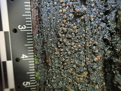 Fuscopannaria leucosticta