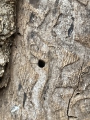 Agrilus planipennis