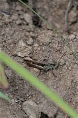 Chorthippus biguttulus