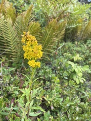 Solidago puberula