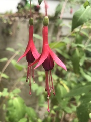 Fuchsia magellanica