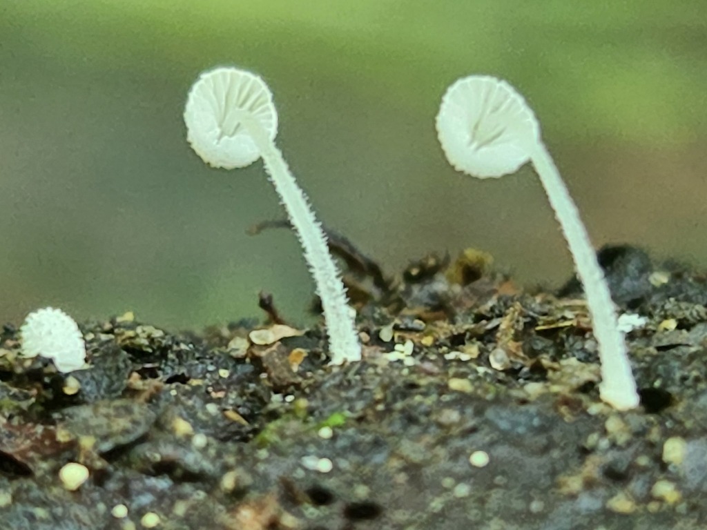 Mycena sp. 'IN30'
