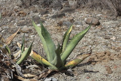 Agave asperrima