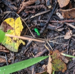 Cicindela sexguttata