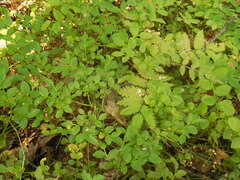 Vaccinium myrtillus