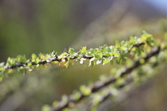 Fouquieria splendens
