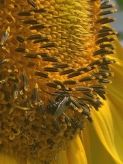Melissodes trinodis