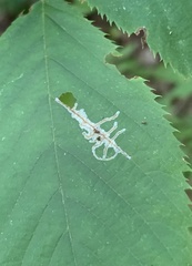 Caloptilia ostryaeella