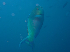 Scarus rubroviolaceus